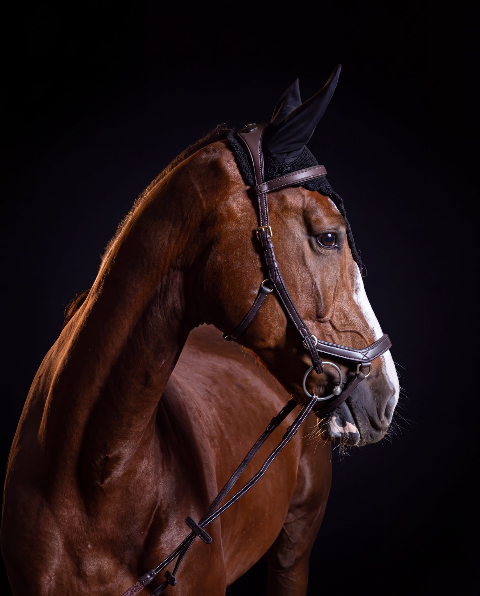 Bridle Mela Caventina