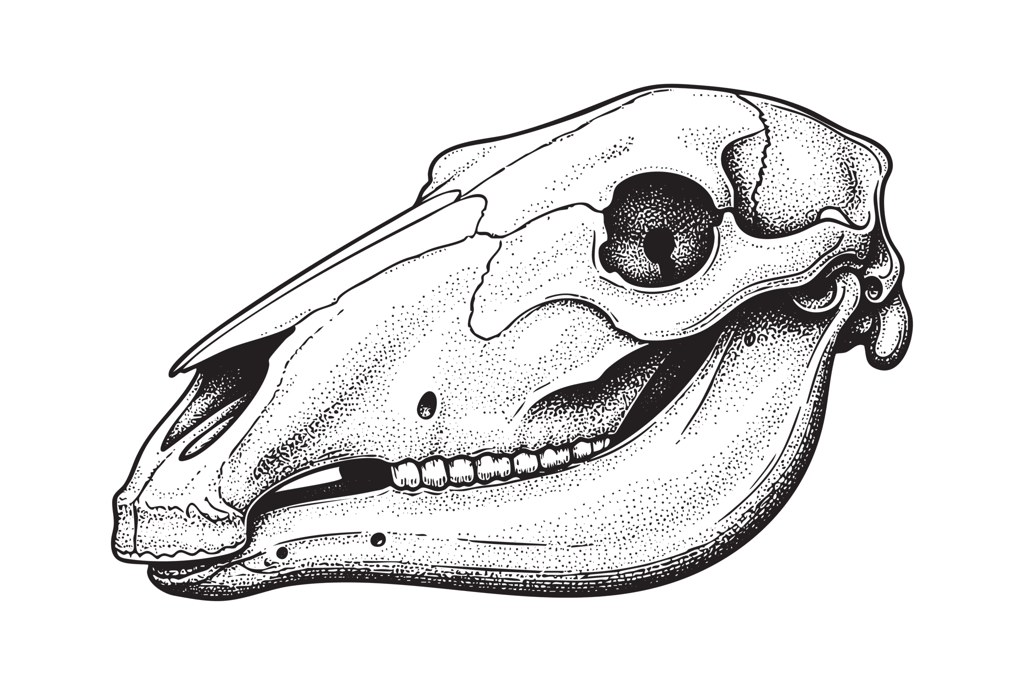 The Horse's Hidden Hinge: Signs of TMJ Pain & Dysfunction