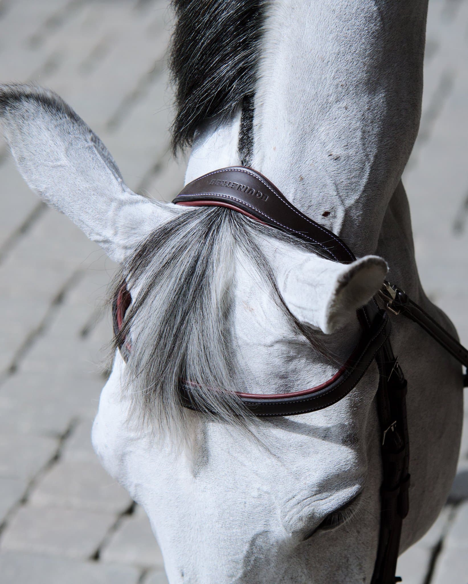 Bridle Mela Lenaglia