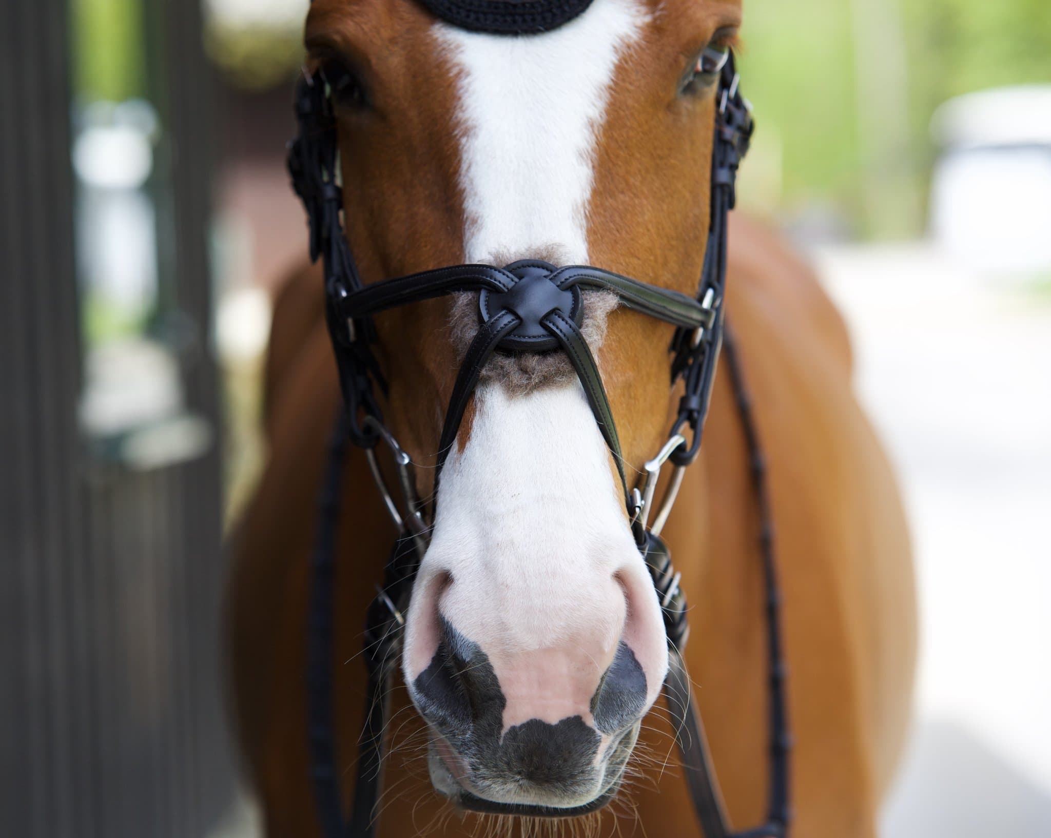 Why Our Products Are Hypoallergenic, and Why It Matters for Your Horse's Skin