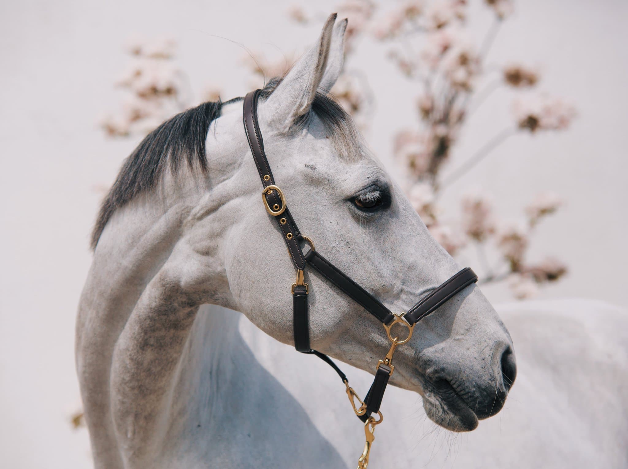 Halter Mela Grooming
