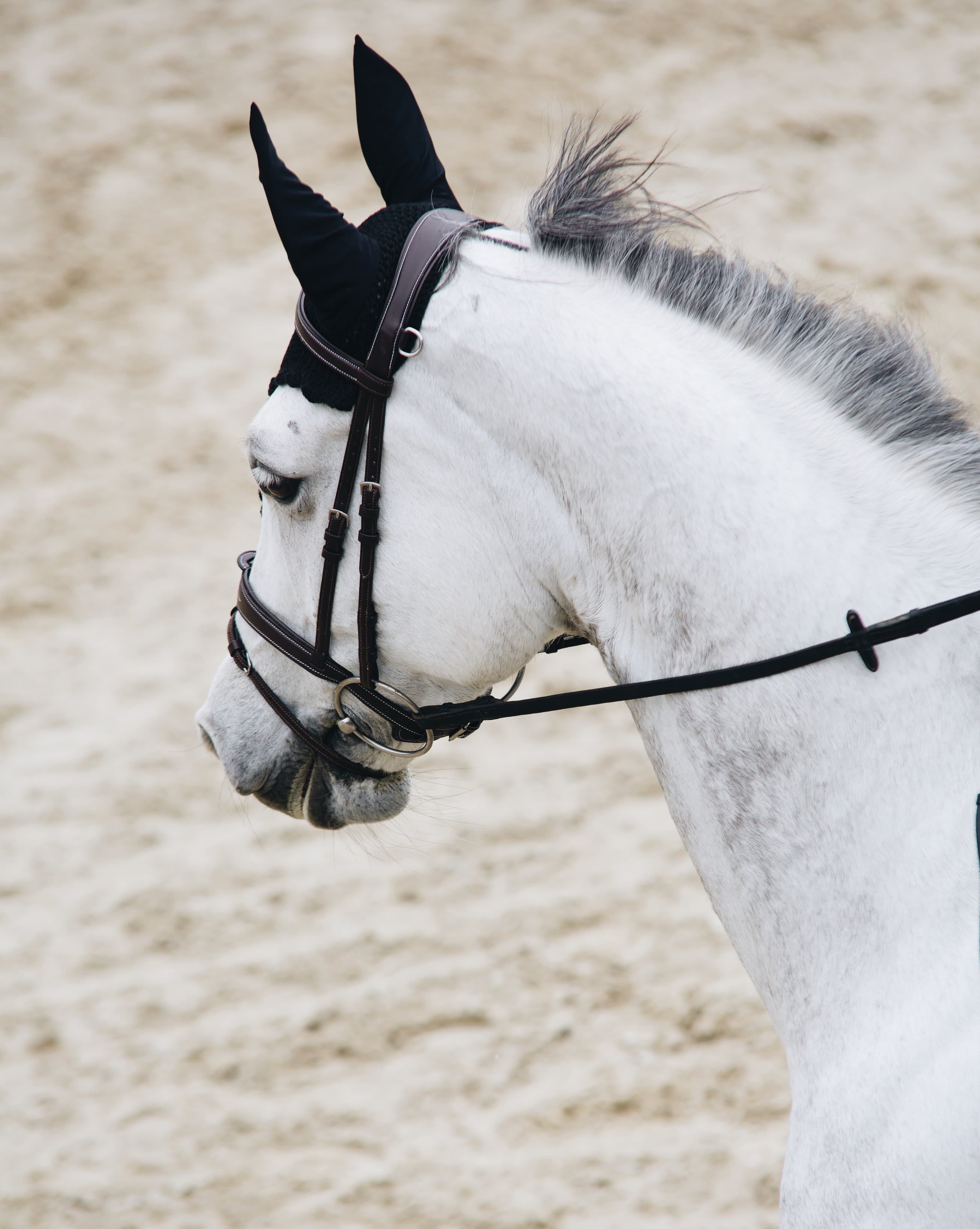 Bridle Mela Brown Decor - INOX