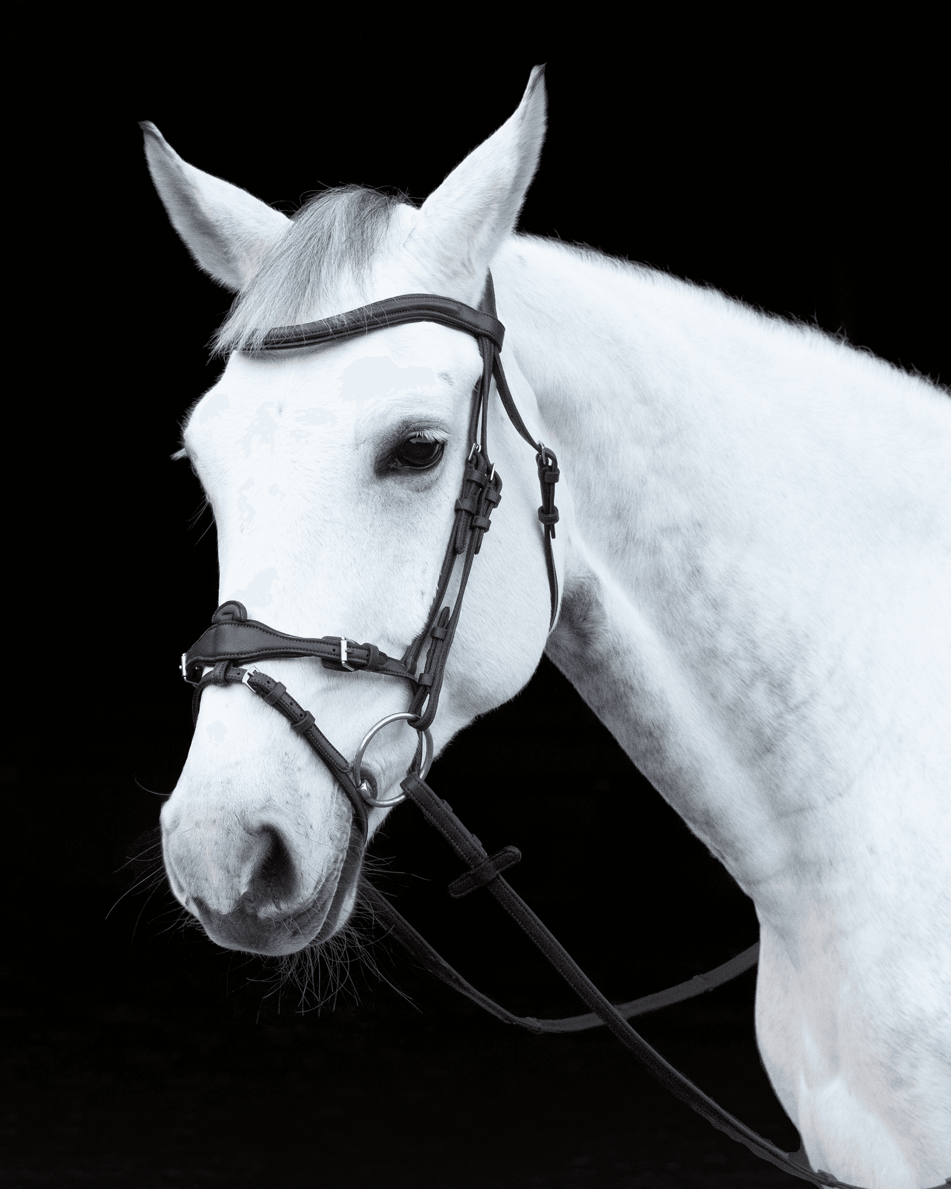 Bridles & Reins