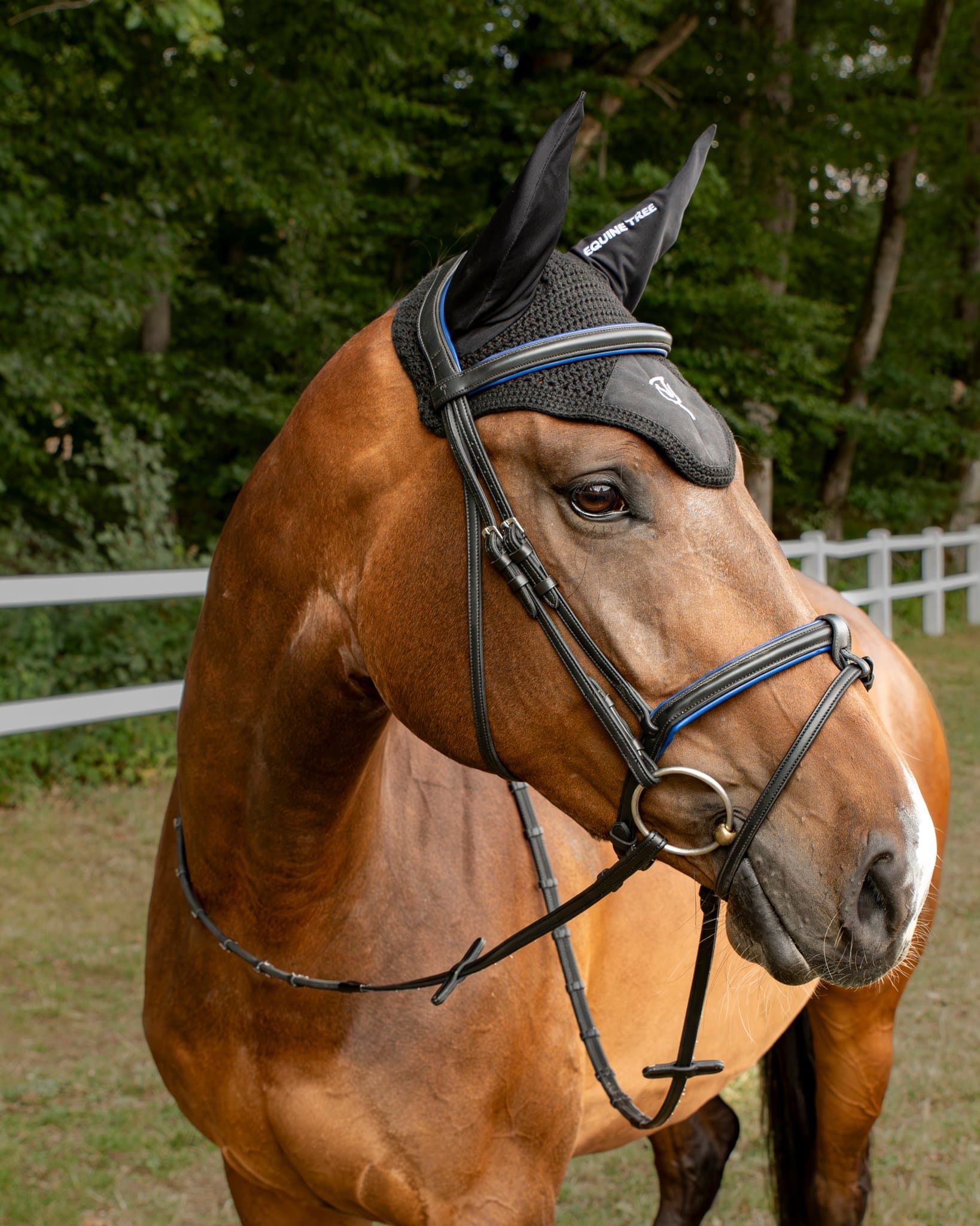 Bridle Vivento - Cobalto