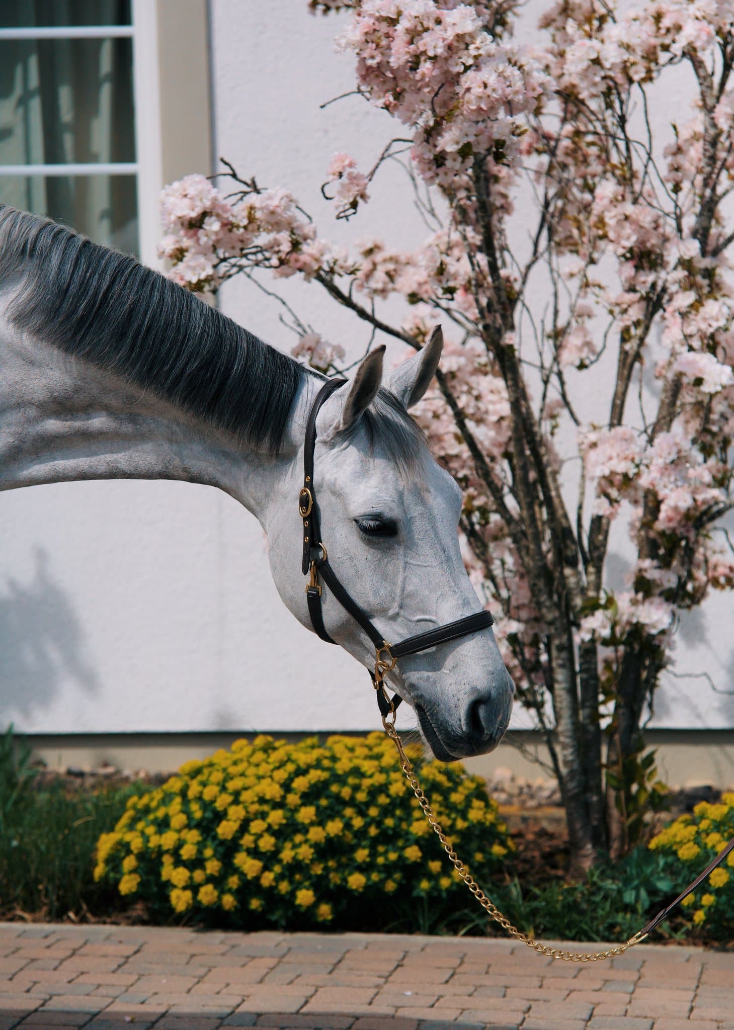 Halter Mela Grooming