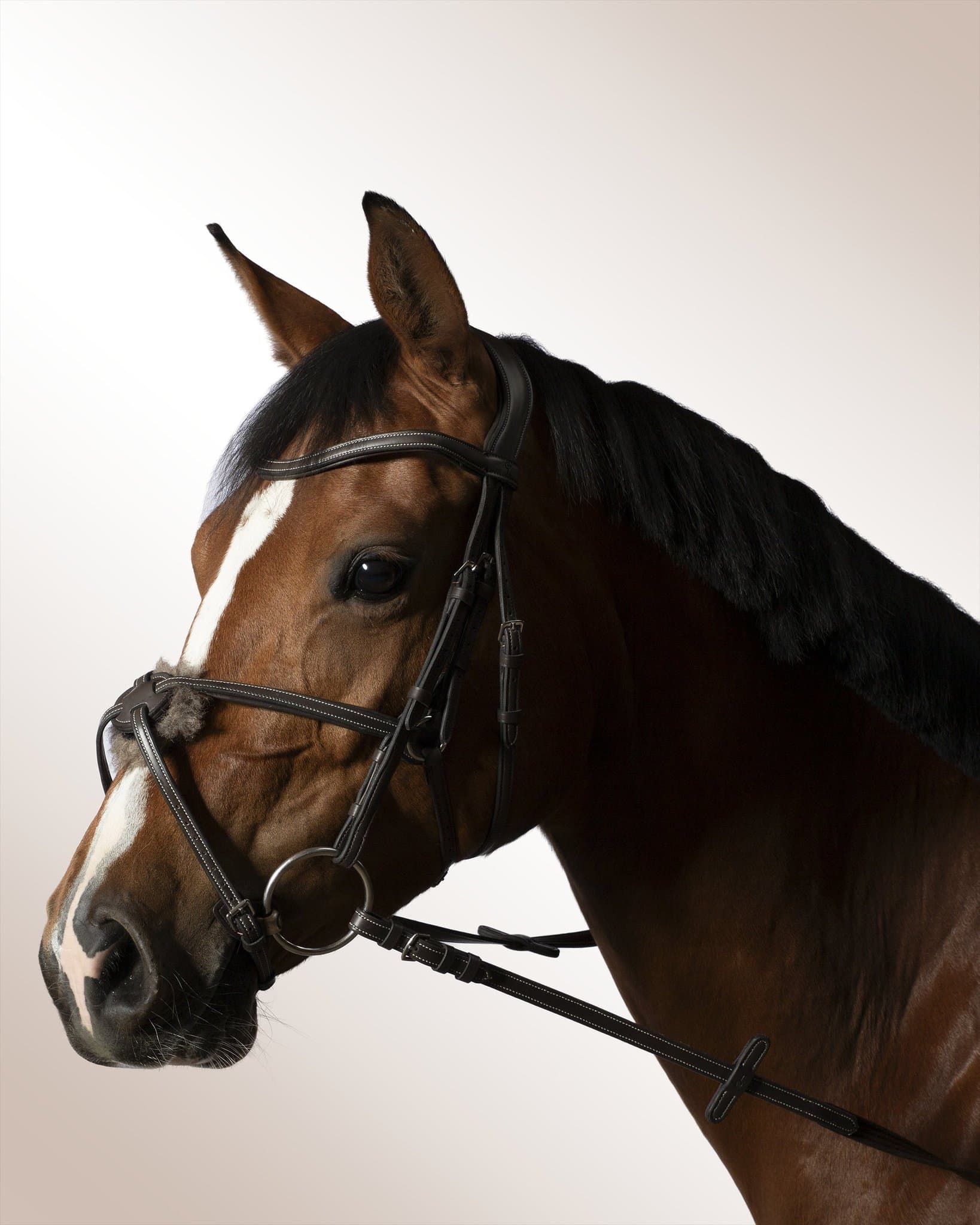 Bridle Mela Colligino