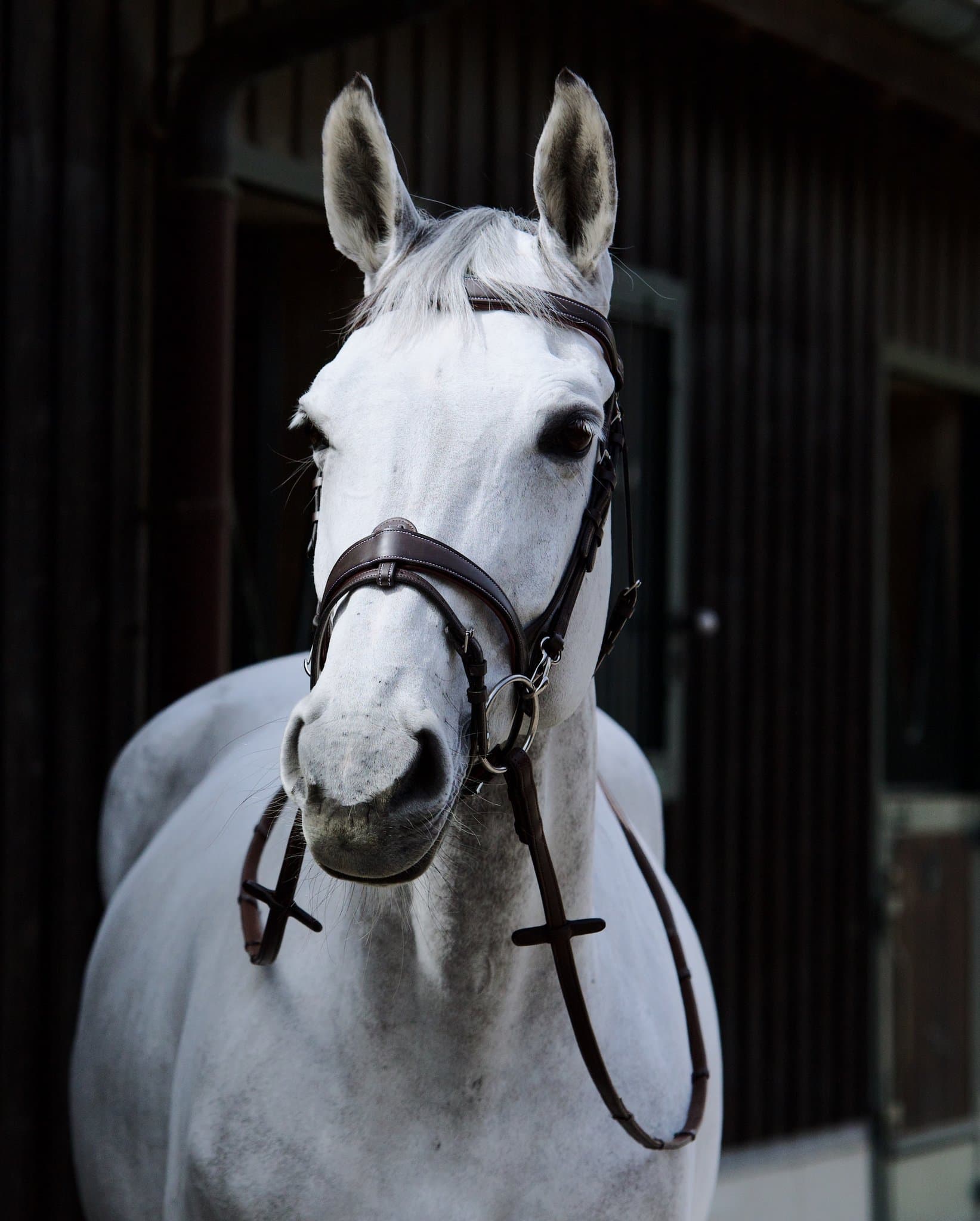 Why Our Products Are Hypoallergenic, and Why It Matters for Your Horse's Skin