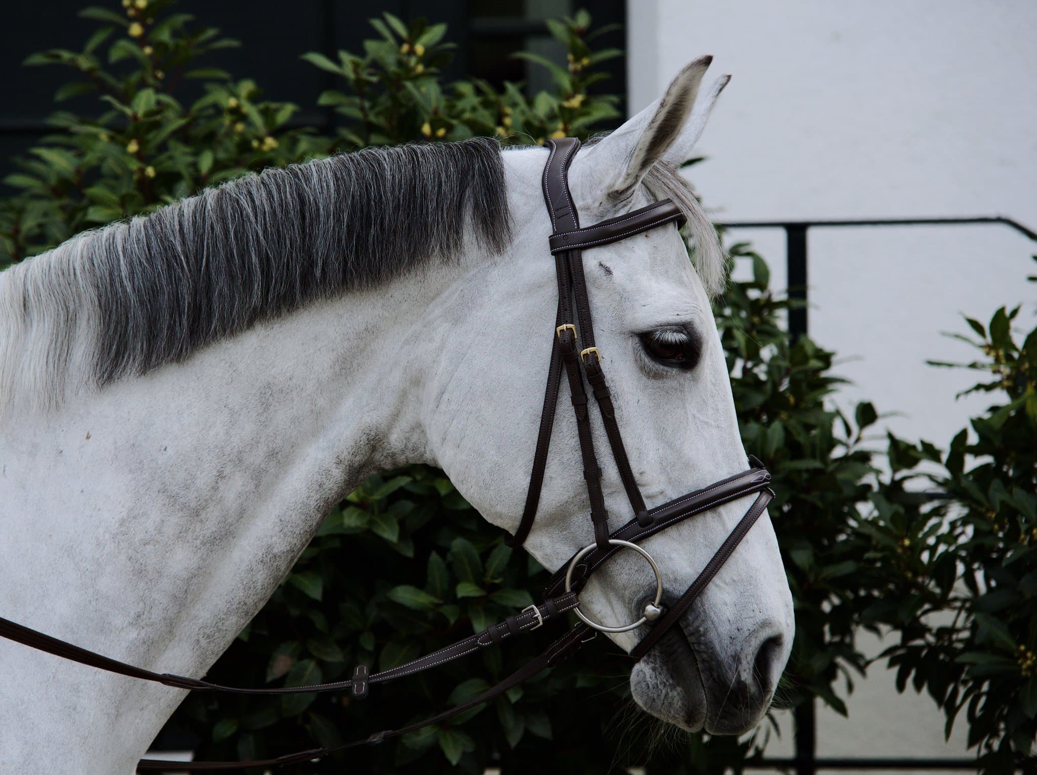 Bridle Mela Oraglia