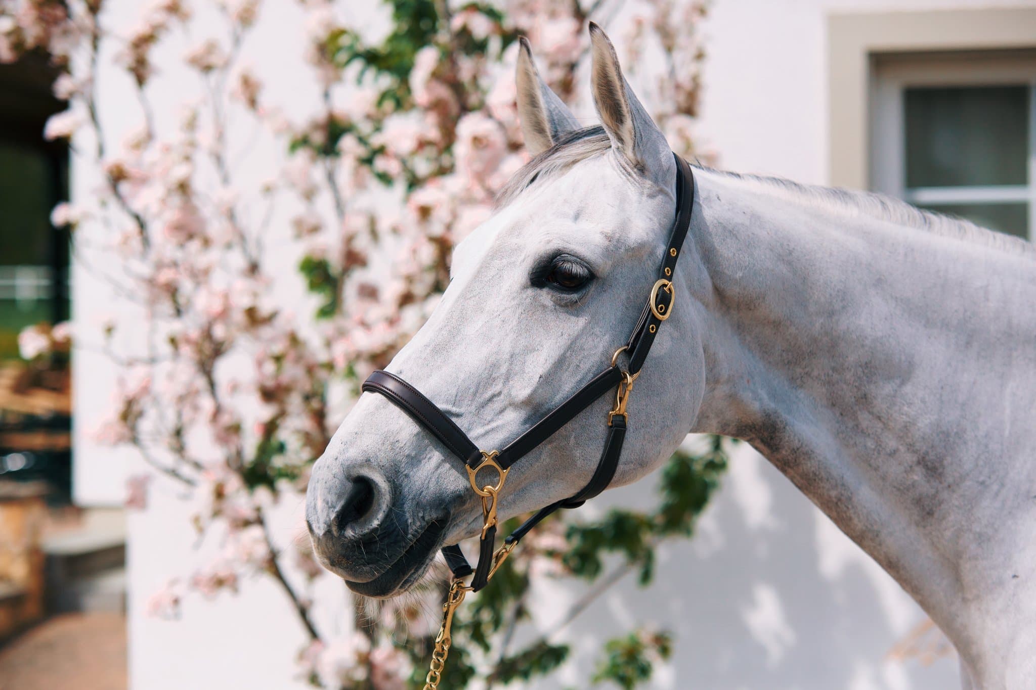Halter Mela Grooming
