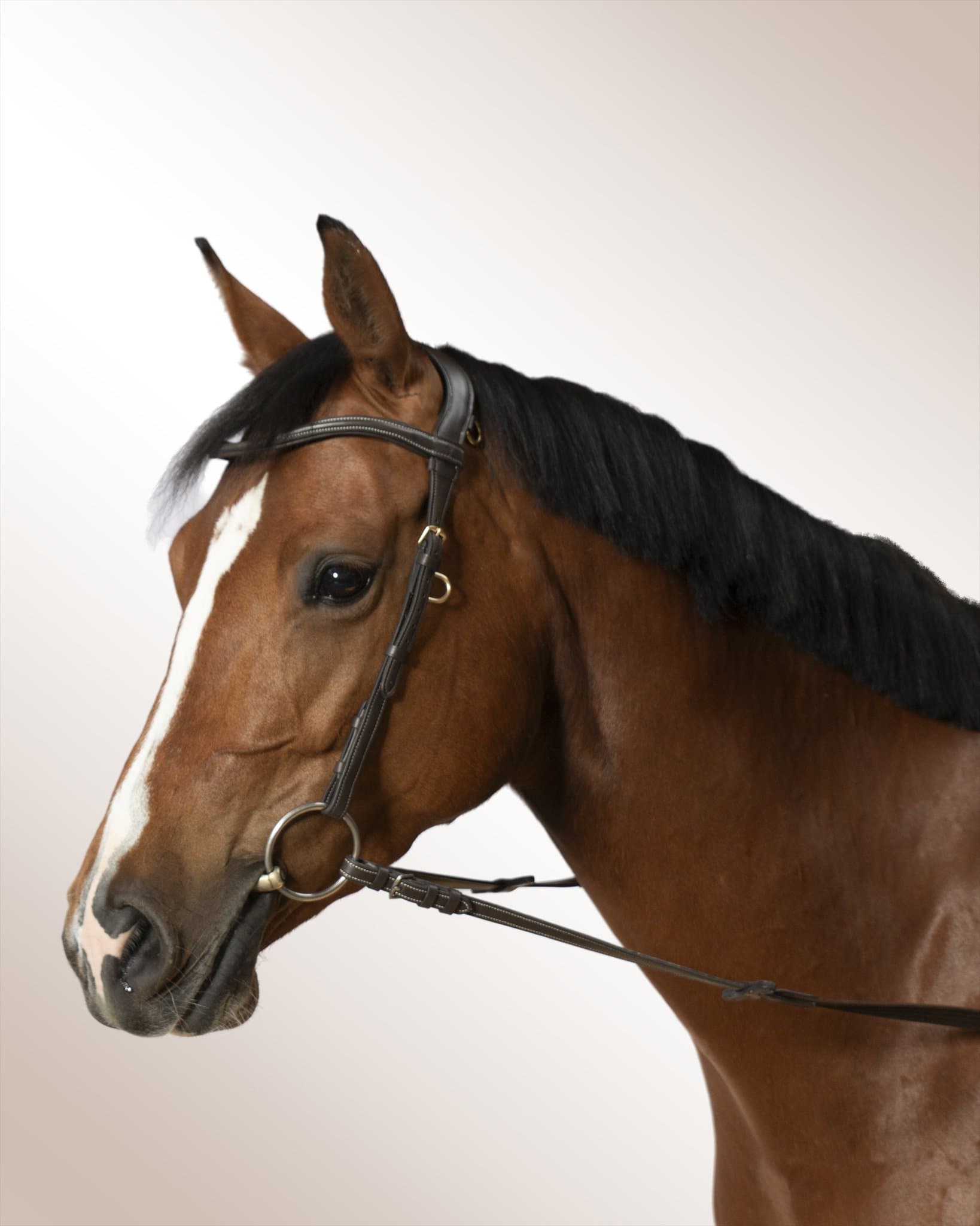 Bridle Mela Elacorda
