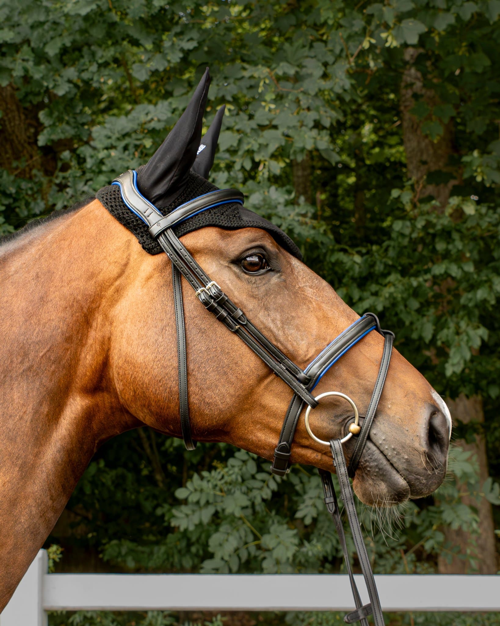 Bridle Vivento - Cobalto