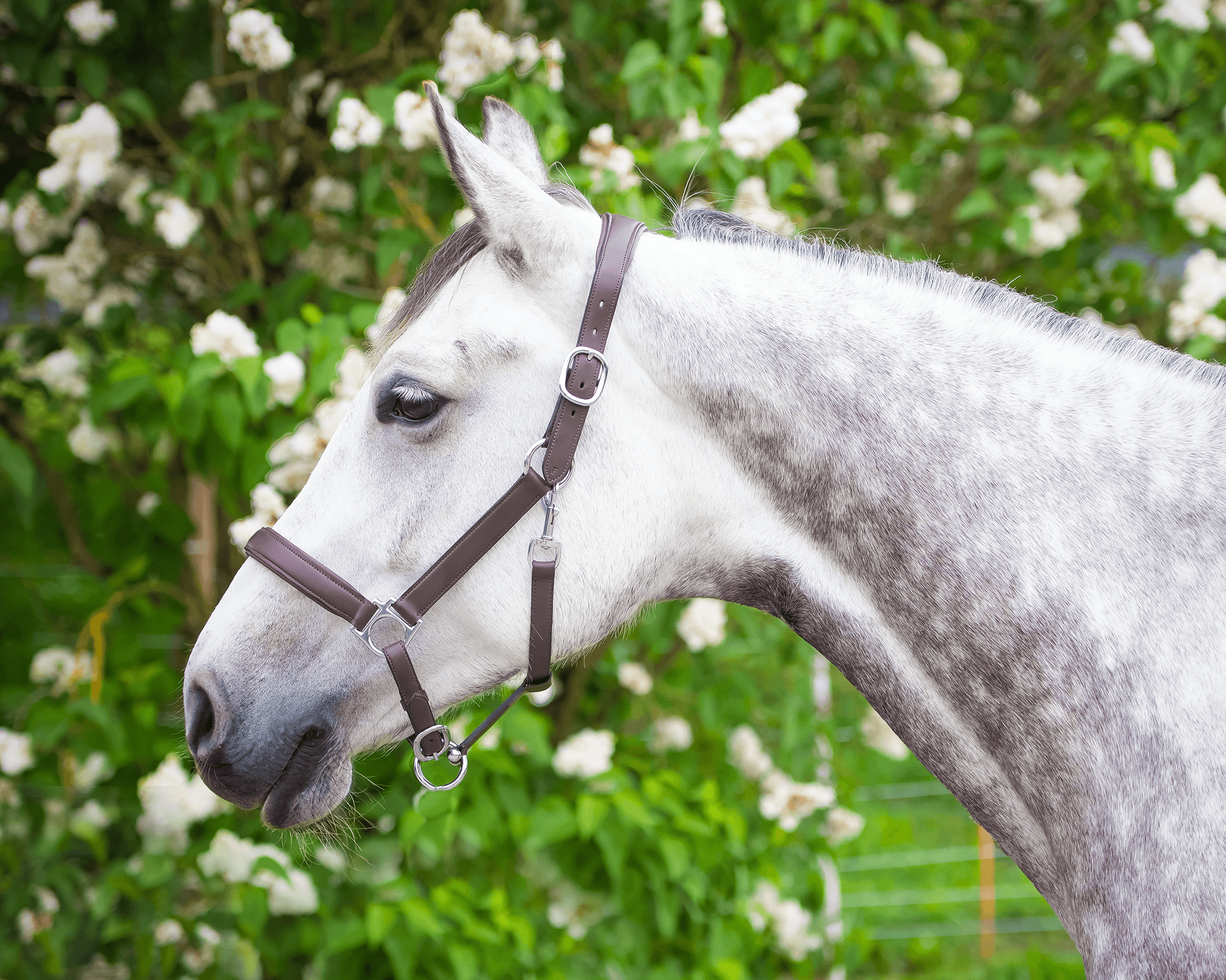 Licol Mela Anatomique - avec Plaque Nominative Personnalisée