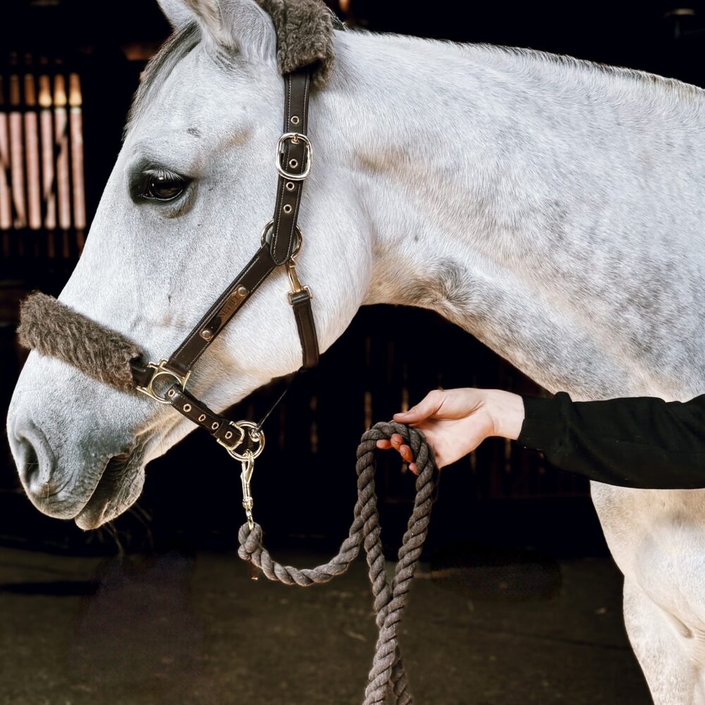 Halters & Lead Ropes